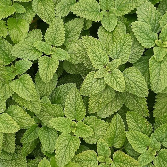 Distribution gratuite de légumes et herbes aromatiques récoltés par la Ville