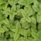 Distribution gratuite de légumes et herbes aromatiques récoltés par la Ville