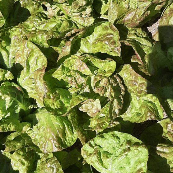 Distribution gratuite de légumes par la Ville