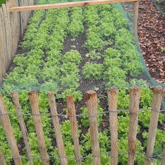 Distribution gratuite de légumes par la Ville