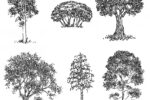 Visite des arbres remarquables