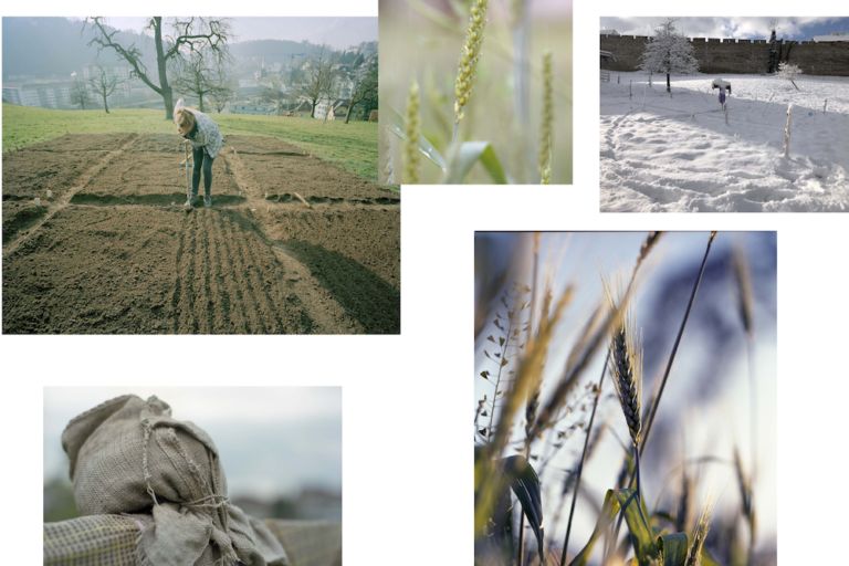 Les jardins des blés partagés