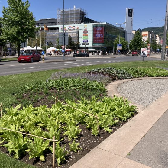 Distribution de légumes 100% veveysans