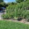 Distribution gratuite de légumes récoltés par la Ville