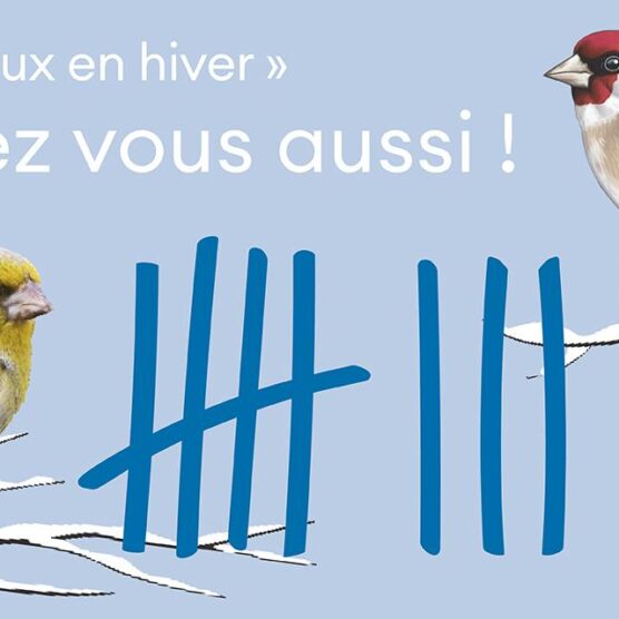 Action « Oiseaux en hiver »