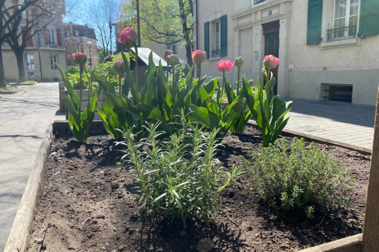Potagers urbains de la Byronne