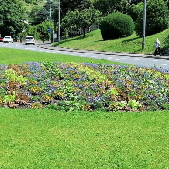 Vevey distribue des légumes bios cultivés dans ses massifs