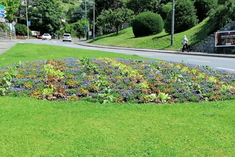 Vevey distribue des légumes bios cultivés dans ses massifs