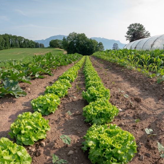 Microferme Associative La Rocambole