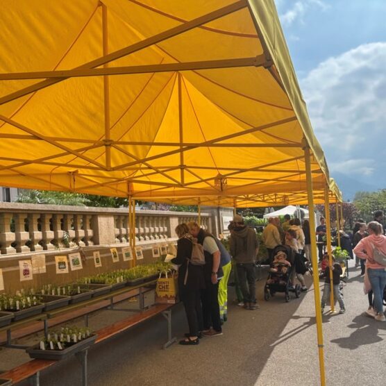 Marché aux plantons