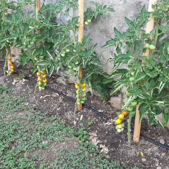Distribution gratuite de légumes par la Ville